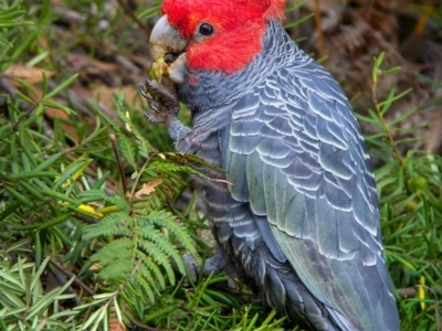 Callocephalon fimbriatum (Gang-gang Cockatoo) at Penrose, NSW - 22 Jun 2017 by Aussiegall