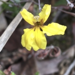 Goodenia hederacea (Ivy Goodenia) at Downer, ACT - 29 Aug 2021 by NedJohnston