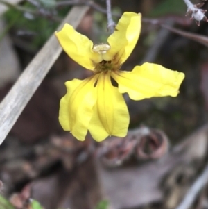Goodenia hederacea at Downer, ACT - 29 Aug 2021