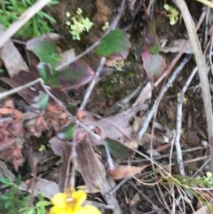 Goodenia hederacea at Downer, ACT - 29 Aug 2021