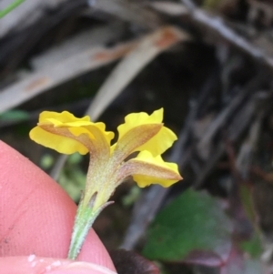 Goodenia hederacea at Downer, ACT - 29 Aug 2021