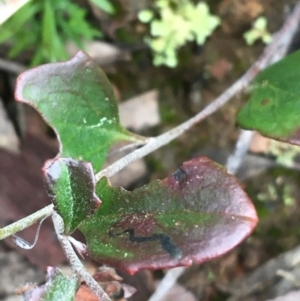 Goodenia hederacea at Downer, ACT - 29 Aug 2021