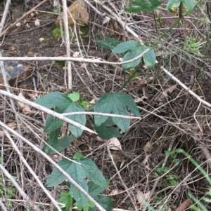 Passiflora cinnabarina at Acton, ACT - 29 Aug 2021