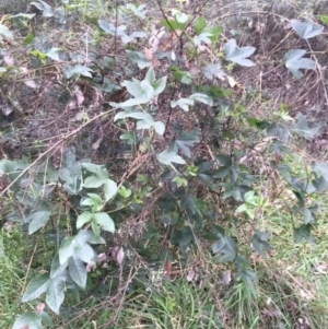 Passiflora cinnabarina at Acton, ACT - 29 Aug 2021