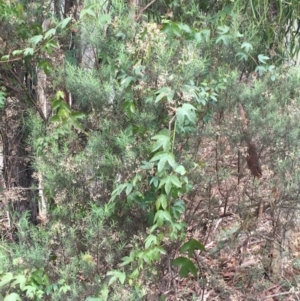 Passiflora cinnabarina at Acton, ACT - 29 Aug 2021 11:07 AM