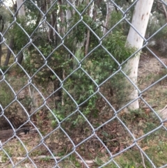 Passiflora cinnabarina at Acton, ACT - 29 Aug 2021 11:07 AM