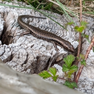 Eulamprus tympanum at Mount Buller, VIC - 15 Nov 2019