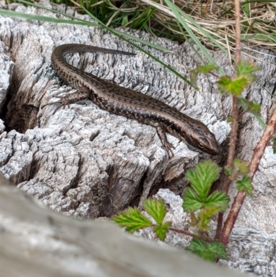 Unidentified Skink at Mount Buller, VIC - 15 Nov 2019 by Darcy