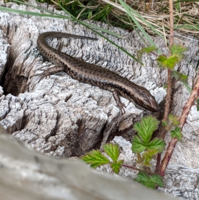 Eulamprus tympanum (Southern Water Skink) at Mount Buller, VIC - 15 Nov 2019 by Darcy