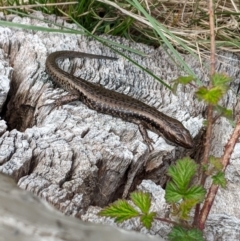 Eulamprus tympanum at Mount Buller, VIC - 15 Nov 2019