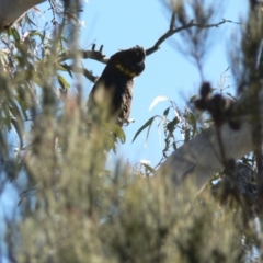 Calyptorhynchus lathami (Glossy Black-Cockatoo) at Boro - 14 Aug 2016 by Paul4K