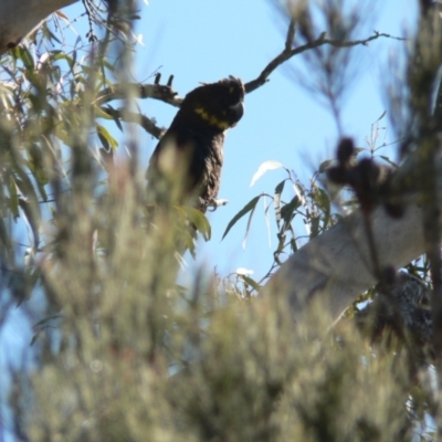 Calyptorhynchus lathami (Glossy Black-Cockatoo) at Boro, NSW - 14 Aug 2016 by Paul4K