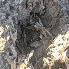 Tachyglossus aculeatus (Short-beaked Echidna) at Heathcote, VIC - 22 Nov 2019 by Darcy