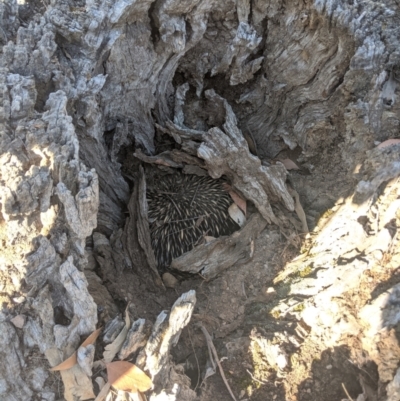 Tachyglossus aculeatus (Short-beaked Echidna) at Heathcote-Graytown National Park - 21 Nov 2019 by Darcy