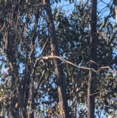 Petroica boodang (Scarlet Robin) at Heathcote-Graytown National Park - 21 Nov 2019 by Darcy