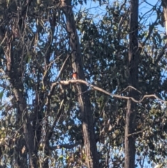 Petroica boodang (Scarlet Robin) at Heathcote, VIC - 22 Nov 2019 by Darcy