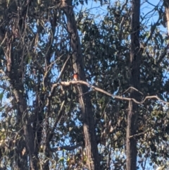 Petroica boodang (Scarlet Robin) at Heathcote, VIC - 21 Nov 2019 by Darcy