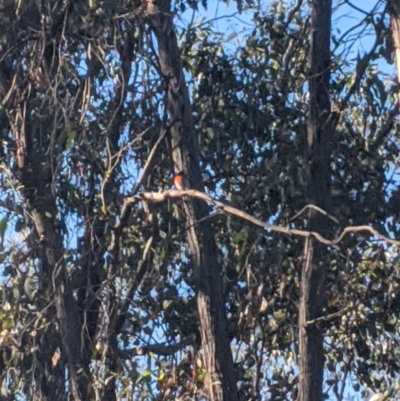 Petroica boodang (Scarlet Robin) at Heathcote, VIC - 22 Nov 2019 by Darcy