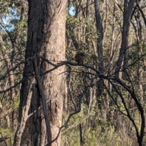 Petroica boodang at Heathcote, VIC - 22 Nov 2019 07:42 AM