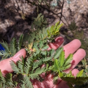 Acacia decurrens at Heathcote, VIC - 18 Nov 2019 03:03 PM