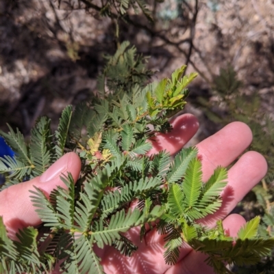 Acacia decurrens (Green Wattle) at Heathcote-Graytown National Park - 18 Nov 2019 by Darcy