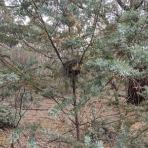 Acacia baileyana at Mount Camel, VIC - 26 Nov 2019