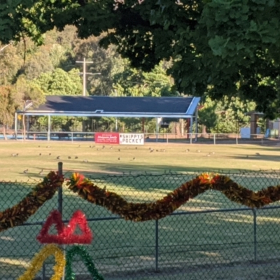 Chenonetta jubata (Australian Wood Duck) at Heathcote, VIC - 3 Dec 2019 by Darcy