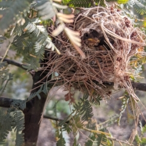 Smicrornis brevirostris at Heathcote, VIC - 4 Dec 2019 09:32 AM