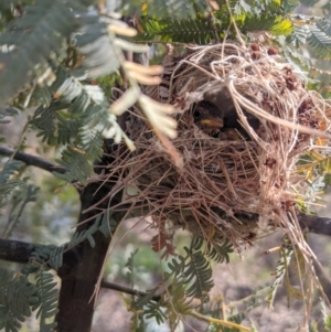 Smicrornis brevirostris at Heathcote, VIC - 4 Dec 2019 09:32 AM