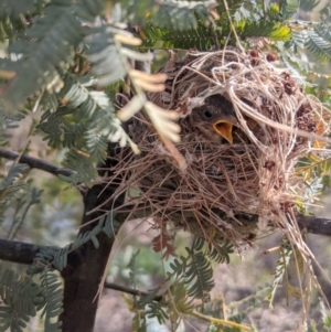 Smicrornis brevirostris at Heathcote, VIC - 4 Dec 2019 09:32 AM