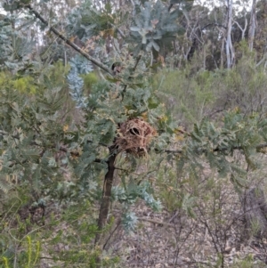 Smicrornis brevirostris at Heathcote, VIC - 4 Dec 2019 09:32 AM