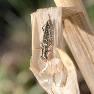 Lemidia subaenea at Murrumbateman, NSW - 29 Aug 2021