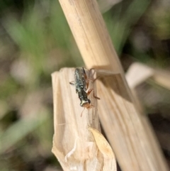 Lemidia subaenea at Murrumbateman, NSW - 29 Aug 2021