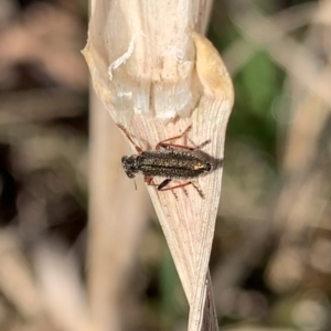 Lemidia subaenea at Murrumbateman, NSW - 29 Aug 2021