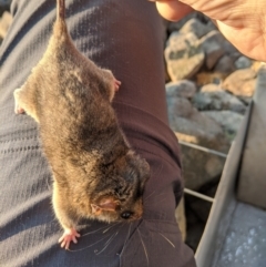 Burramys parvus (Mountain Pygmy Possum) at Mount Buller, VIC - 18 Dec 2019 by Darcy