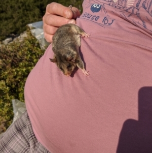 Burramys parvus at Mount Buller, VIC - 18 Dec 2019