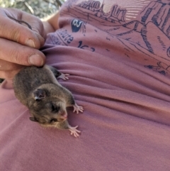 Burramys parvus (Mountain Pygmy Possum) at Mount Buller, VIC - 17 Dec 2019 by Darcy