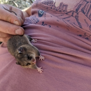 Burramys parvus at Mount Buller, VIC - suppressed