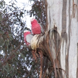 Eolophus roseicapilla at Watson, ACT - 28 Aug 2021 06:42 PM