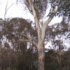 Eolophus roseicapilla at Watson, ACT - 28 Aug 2021 06:42 PM