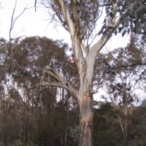 Eolophus roseicapilla at Watson, ACT - 28 Aug 2021 06:42 PM