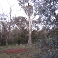 Eolophus roseicapilla at Watson, ACT - 28 Aug 2021 06:42 PM