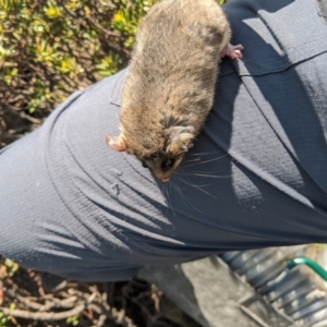 Burramys parvus at Mount Buller, VIC - 18 Dec 2019