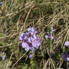 Euphrasia lasianthera (Hairy Eyebright) at Mount Buller, VIC - 18 Dec 2019 by Darcy