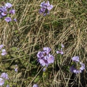 Euphrasia lasianthera at suppressed - suppressed