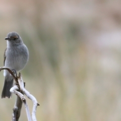 Colluricincla harmonica (Grey Shrikethrush) at WREN Reserves - 29 Aug 2021 by Kyliegw