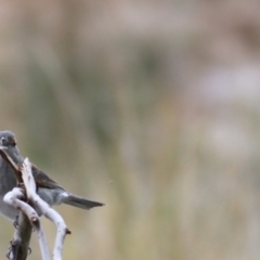 Colluricincla harmonica at Wodonga, VIC - 29 Aug 2021