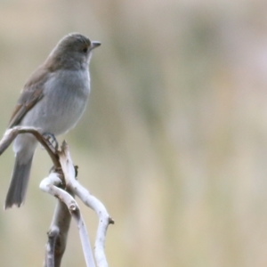 Colluricincla harmonica at Wodonga, VIC - 29 Aug 2021 02:20 PM