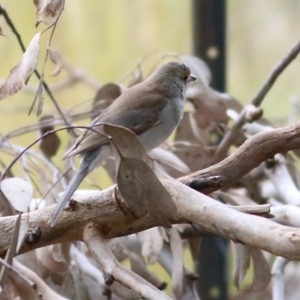 Colluricincla harmonica at Wodonga, VIC - 29 Aug 2021