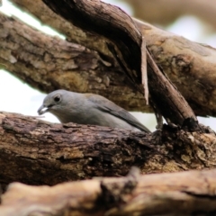 Colluricincla harmonica (Grey Shrikethrush) at Wodonga, VIC - 29 Aug 2021 by Kyliegw